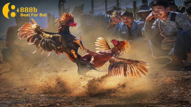 kinh nghiệm soi kèo đá gà Đừng để cảm xúc chi phối trước khi cược đá gà